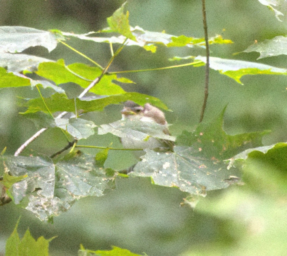 Kızıl Gözlü Vireo - ML621797997