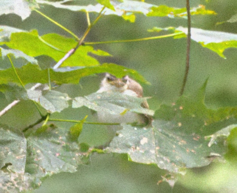 Kızıl Gözlü Vireo - ML621798014