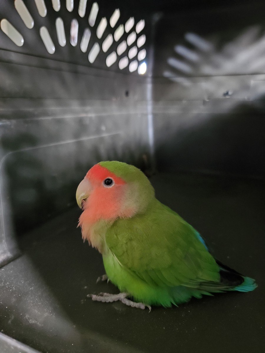 Rosy-faced Lovebird (Domestic type) - ML621798027