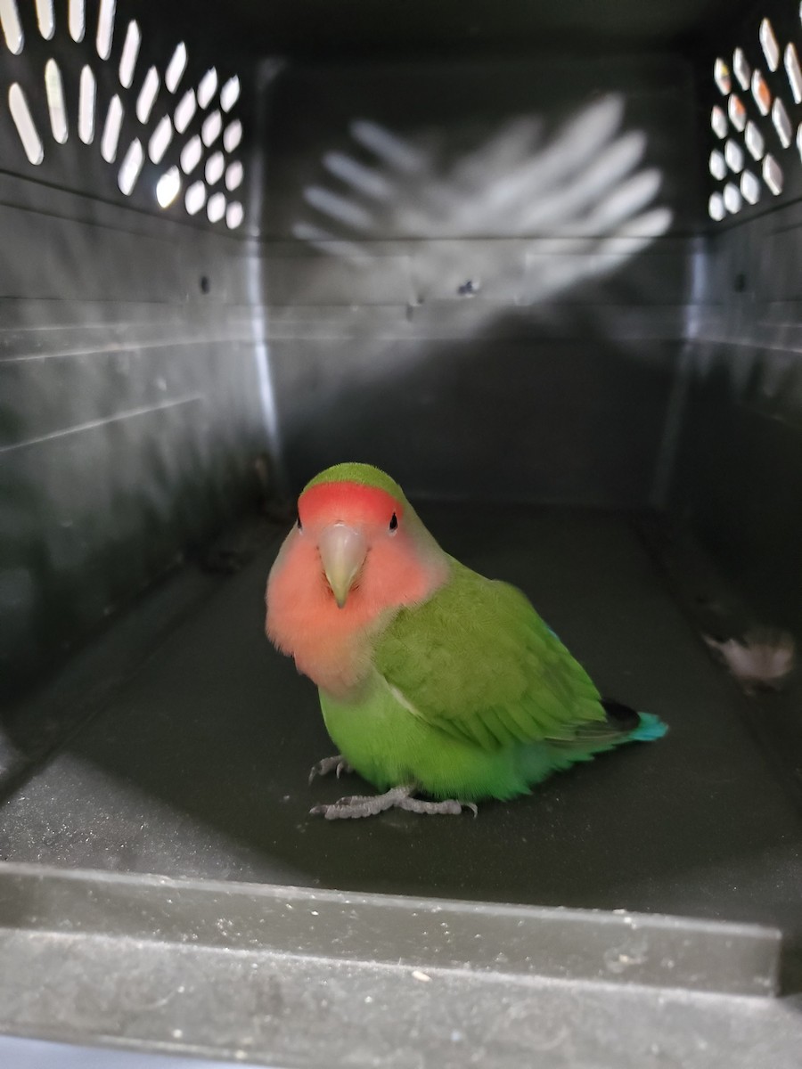 Rosy-faced Lovebird (Domestic type) - ML621798028