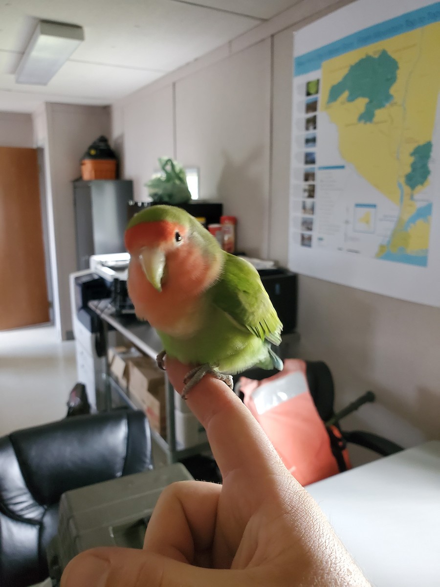 Rosy-faced Lovebird (Domestic type) - ML621798029