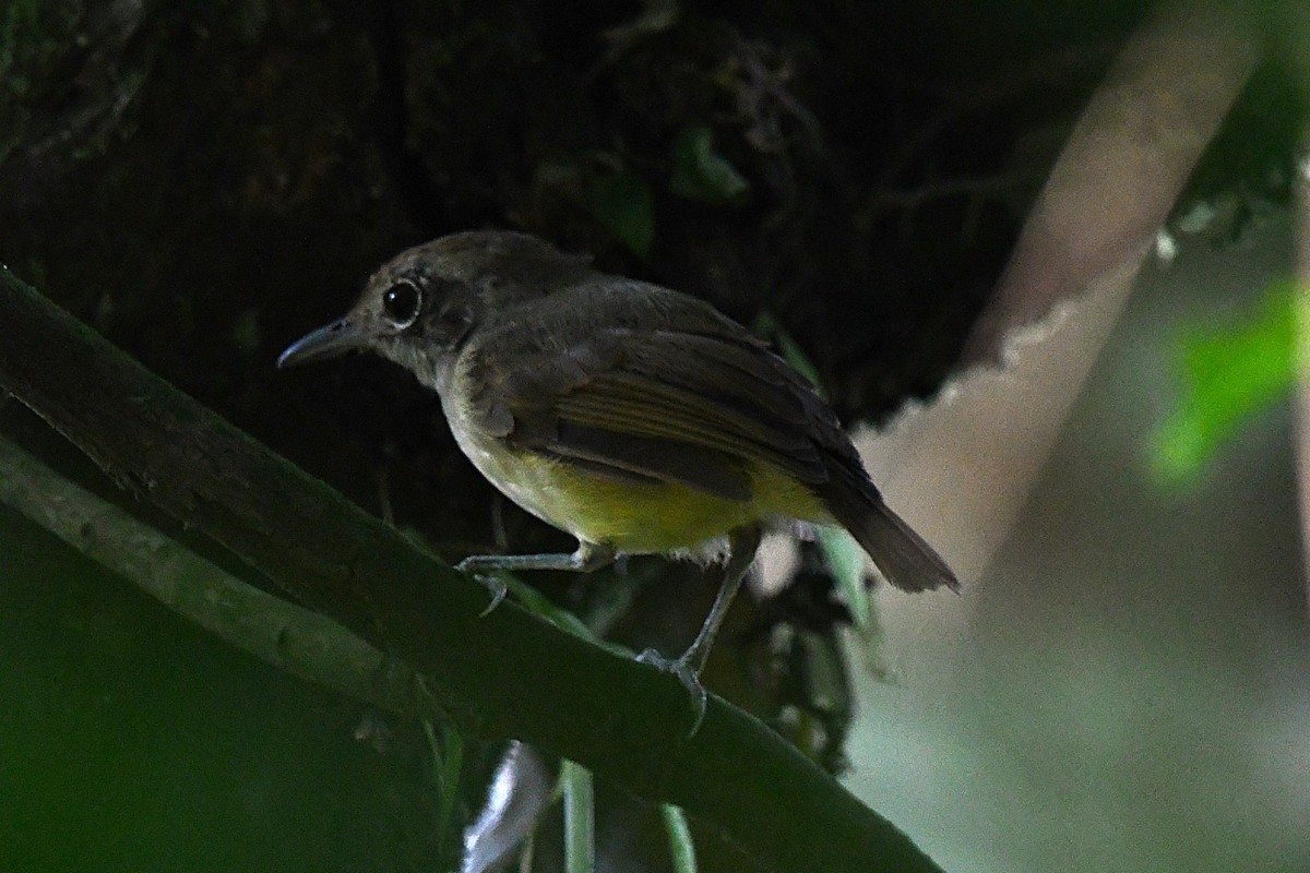 Plain Antvireo - ML621798034