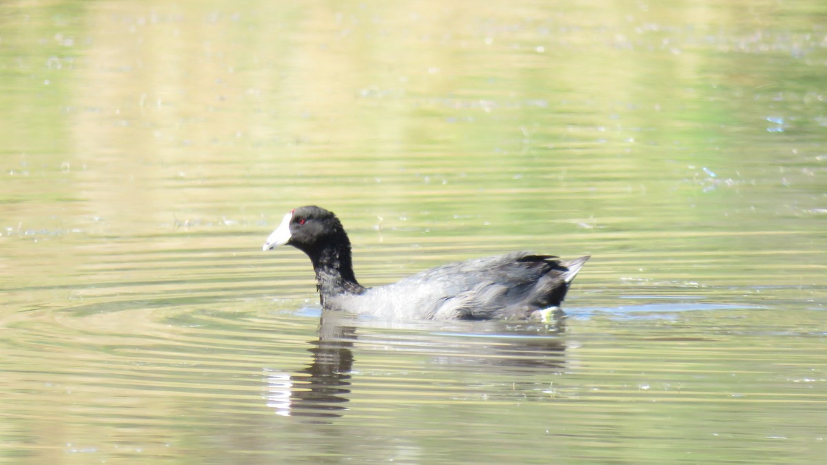 American Coot (Red-shielded) - ML621798039