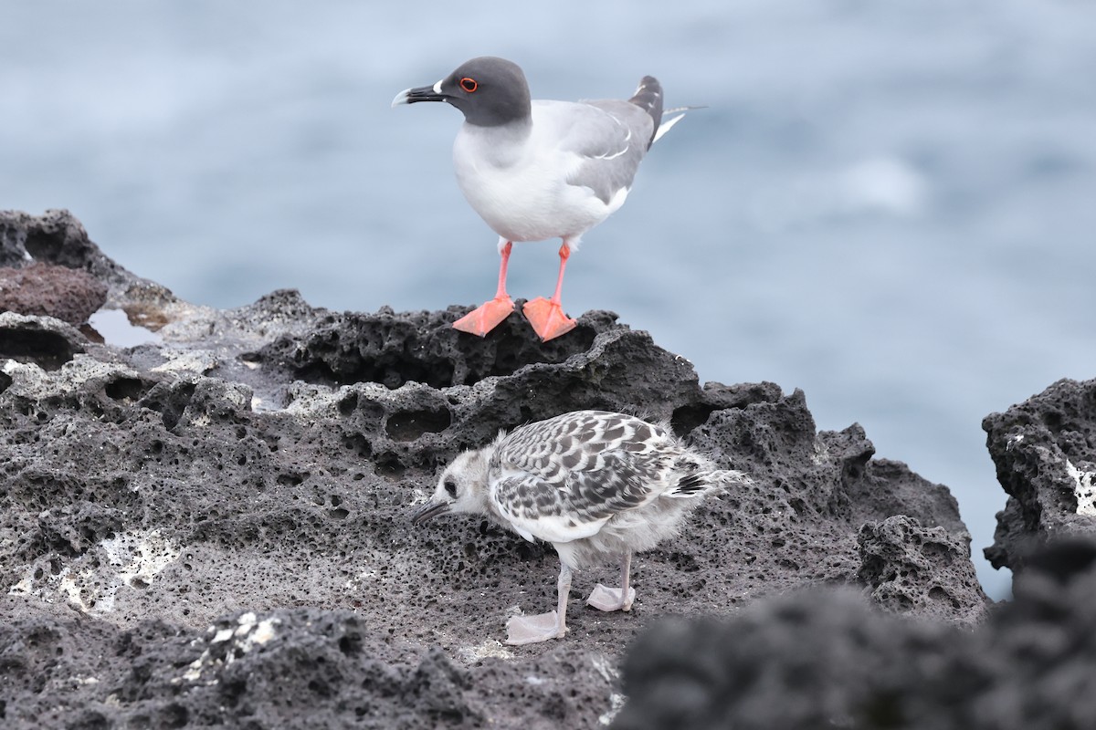 Swallow-tailed Gull - ML621798079