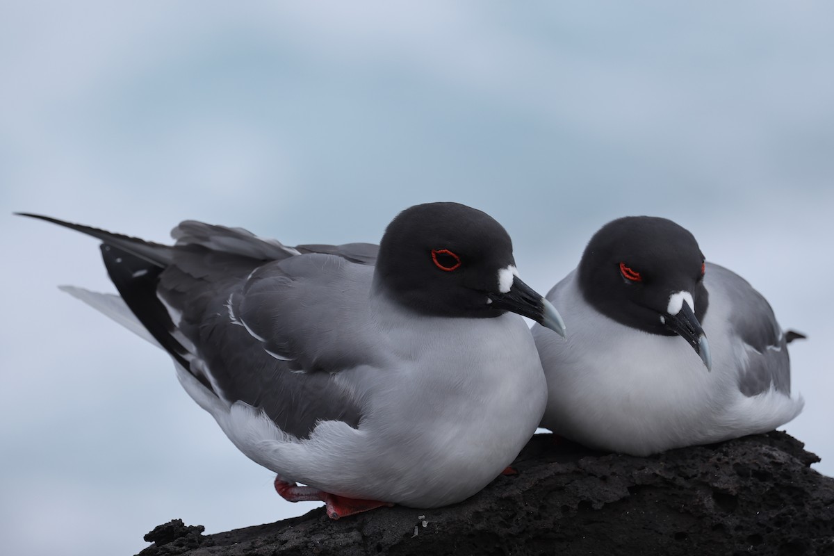 Swallow-tailed Gull - ML621798080