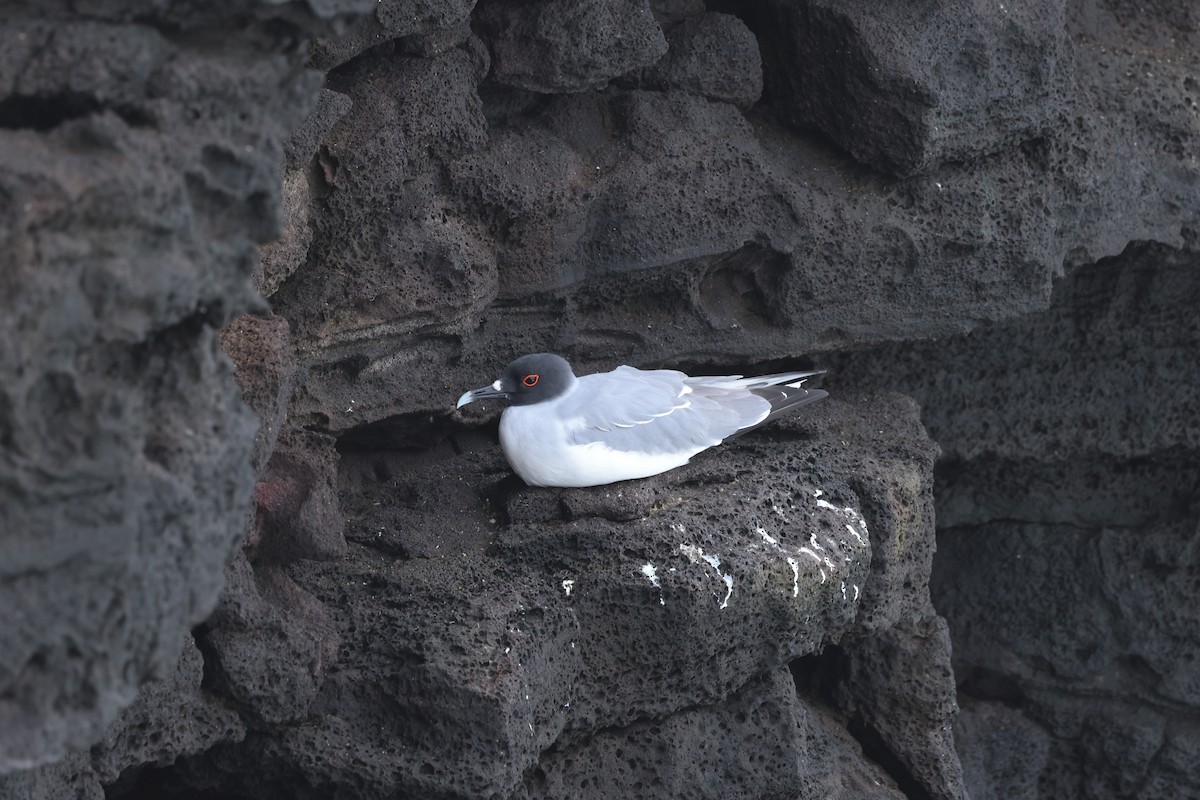 Swallow-tailed Gull - ML621798081