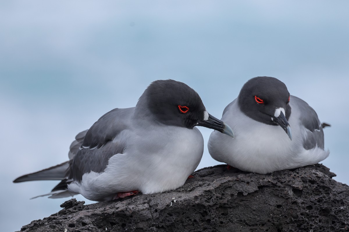 Swallow-tailed Gull - ML621798083