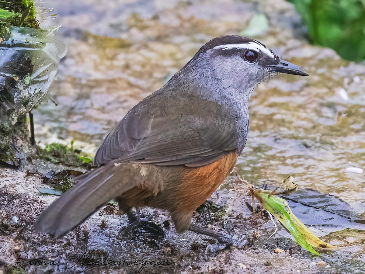 Palani Laughingthrush - ML621798099