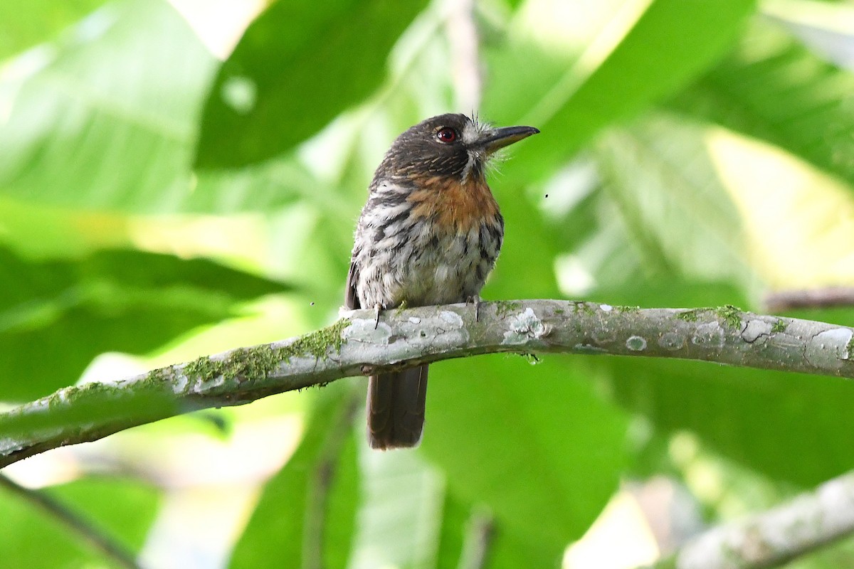 White-whiskered Puffbird - ML621798103