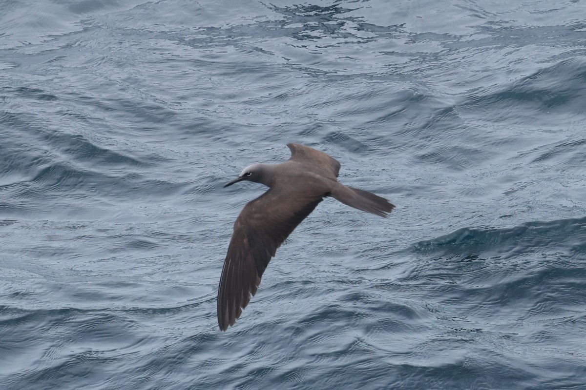 Brown Noddy - ML621798104