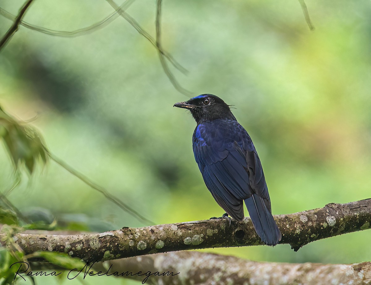 Malabar Whistling-Thrush - ML621798116