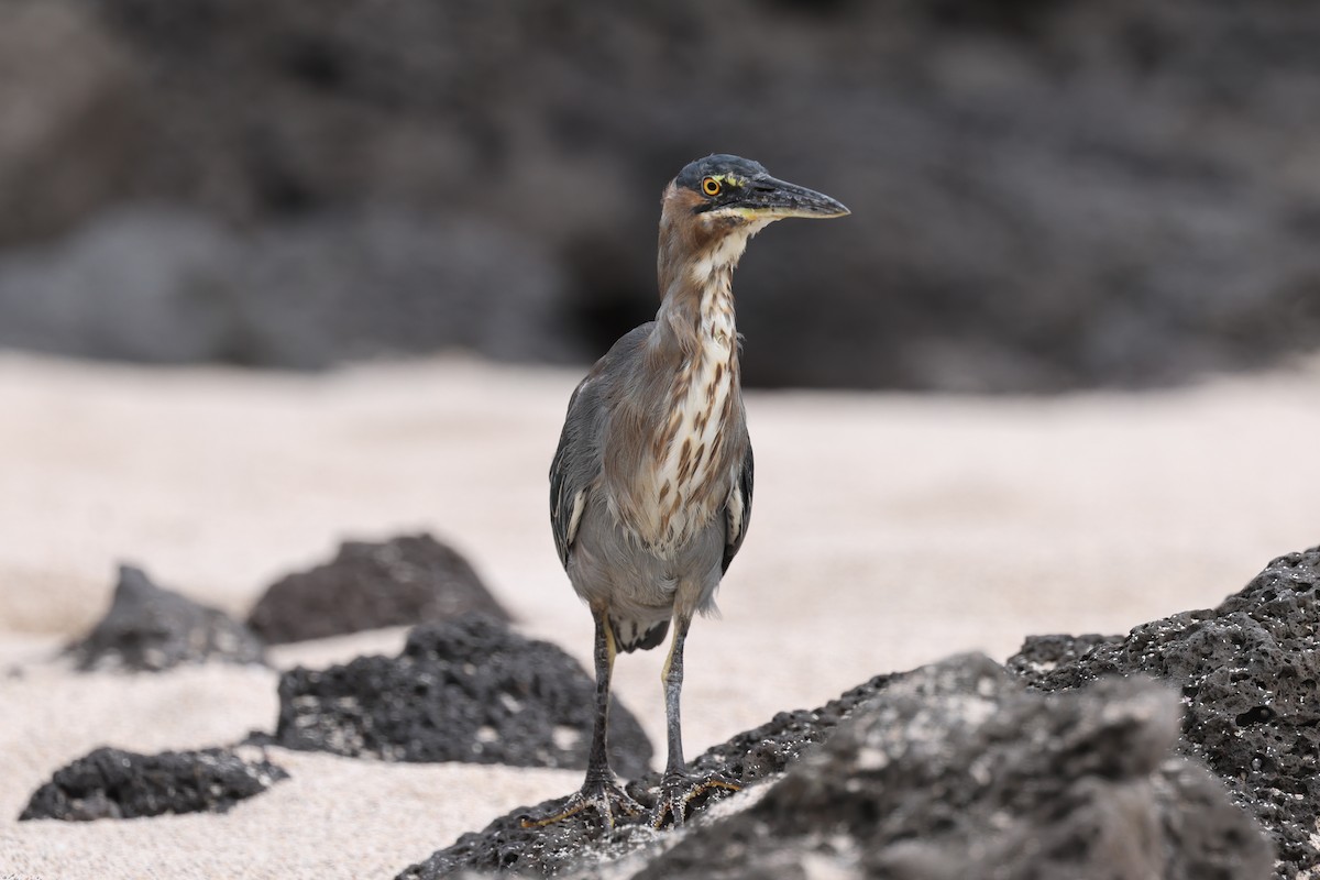 Striated Heron (Galapagos) - ML621798126