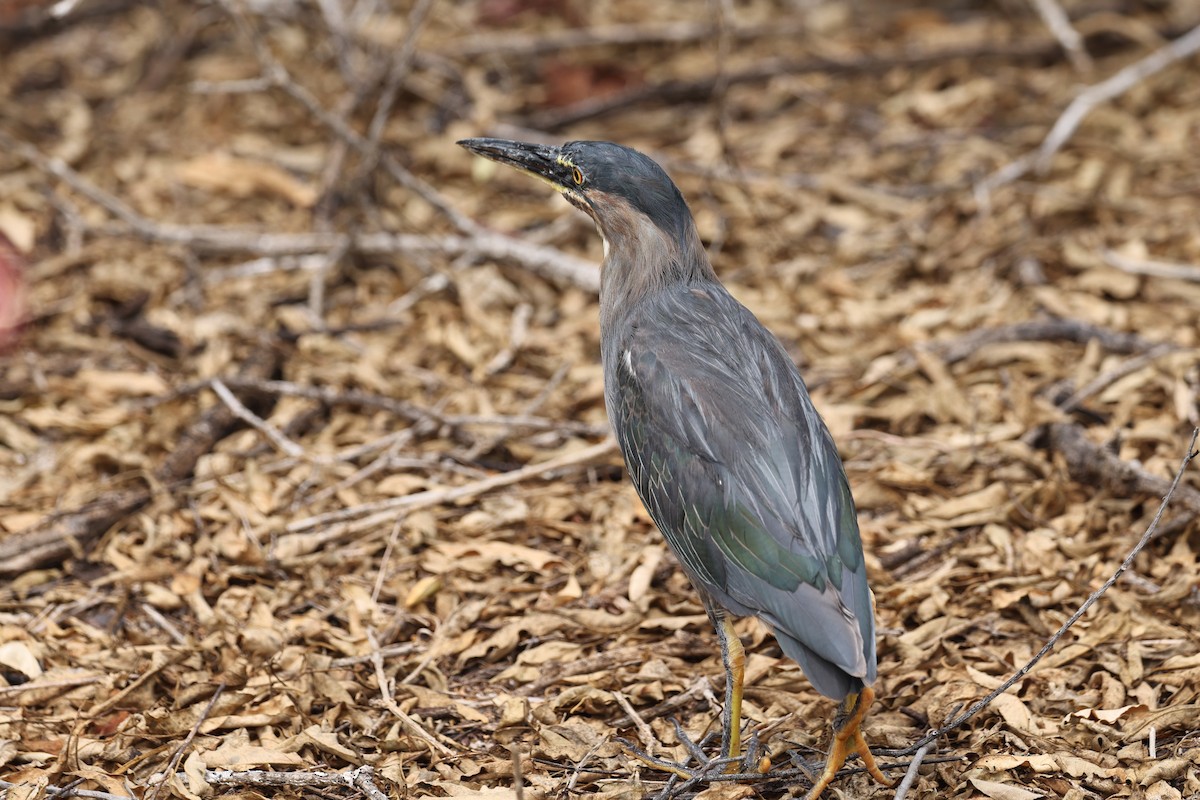 Striated Heron (Galapagos) - ML621798127