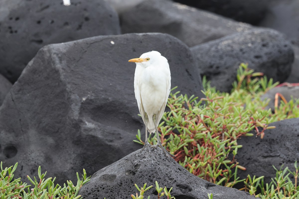 Western Cattle Egret - ML621798146