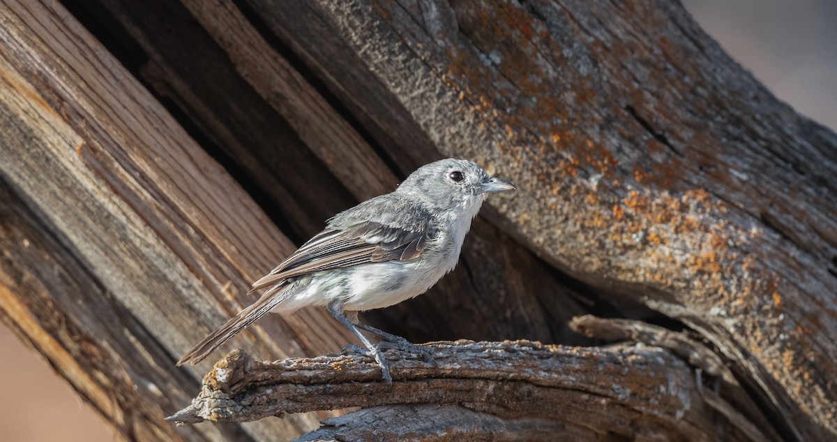 Gray Vireo - ML621798180