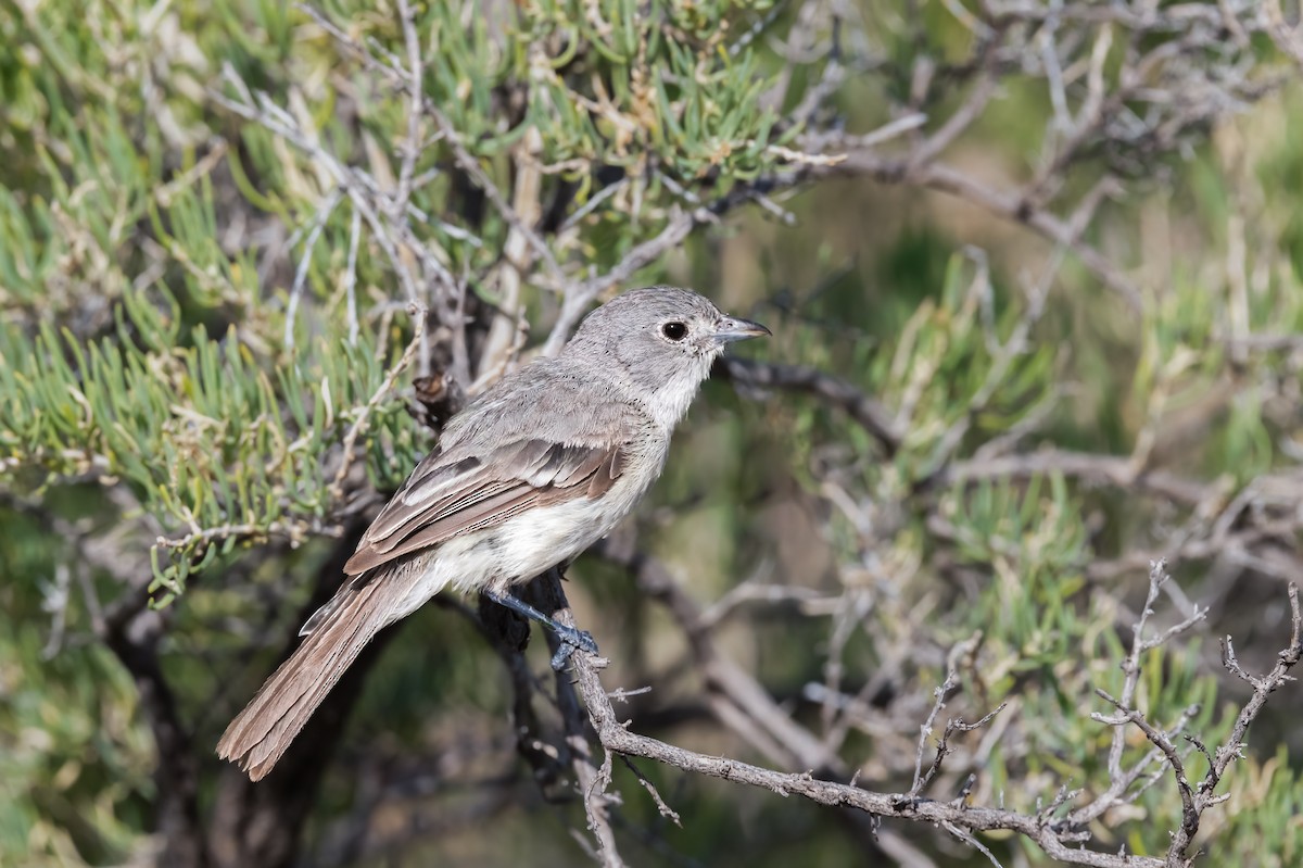 Gray Vireo - Jim Merritt