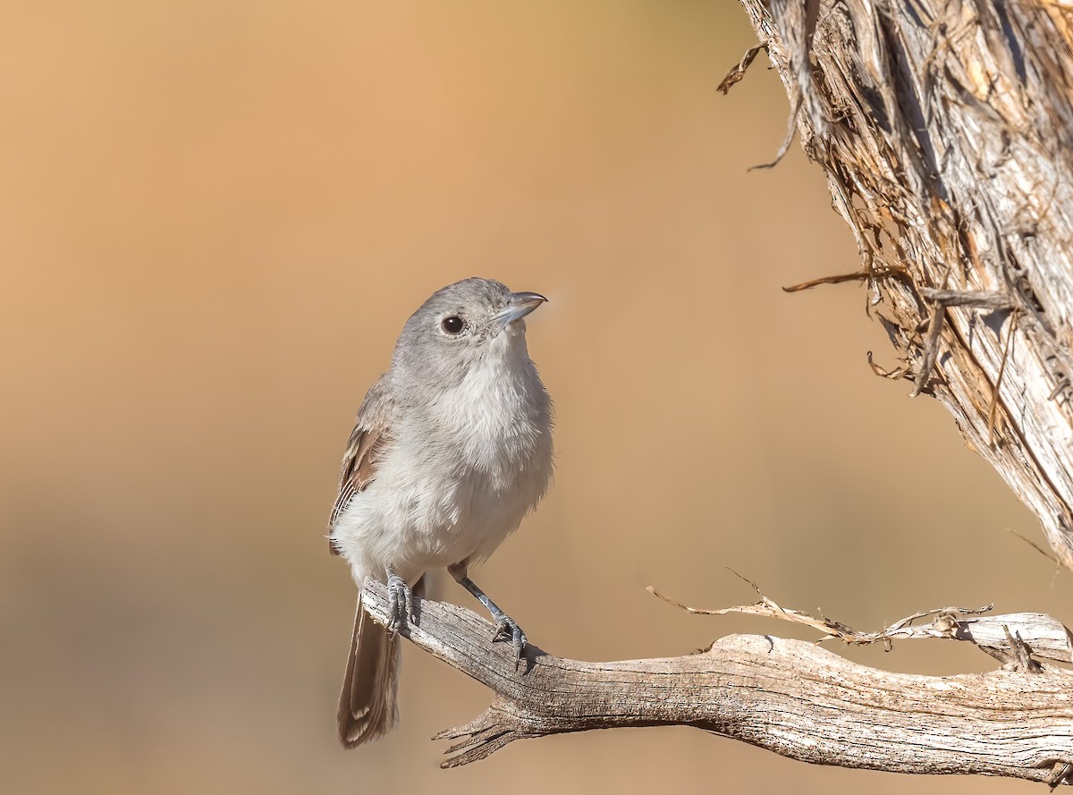 Gray Vireo - ML621798182