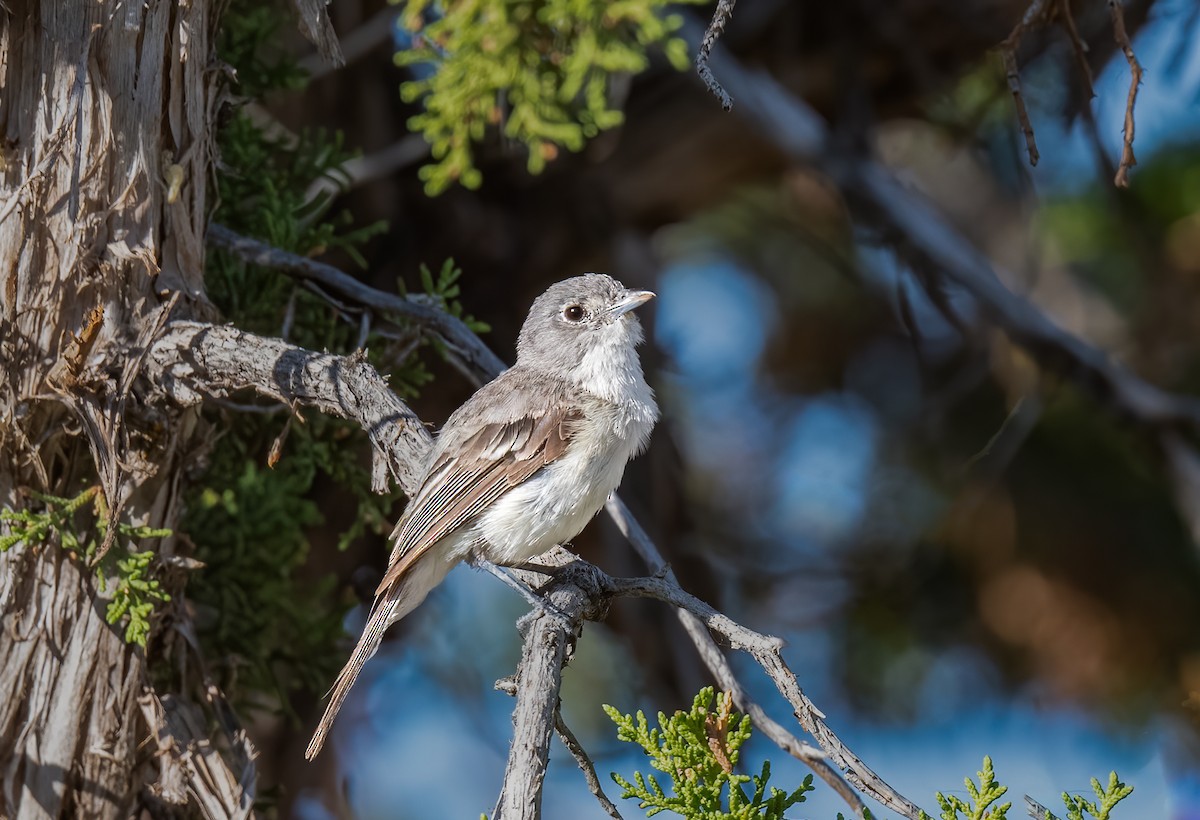 Gray Vireo - ML621798183