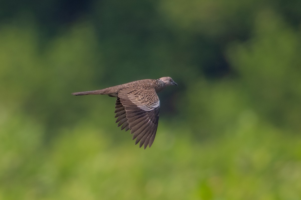 Spotted Dove (Eastern) - ML621798185