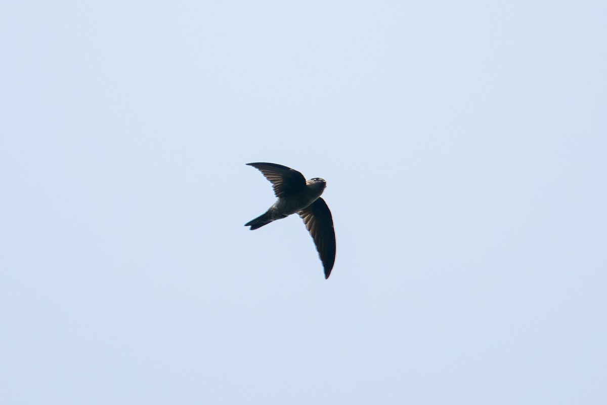 dark swiftlet sp. - ML621798187