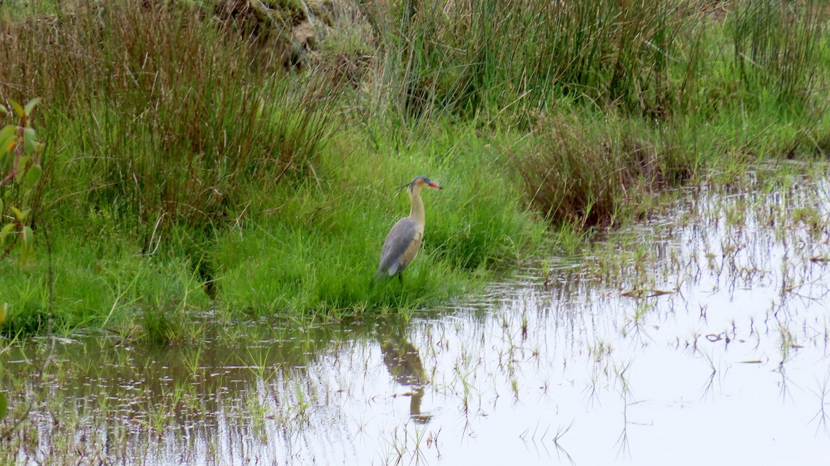 Whistling Heron - ML621798191