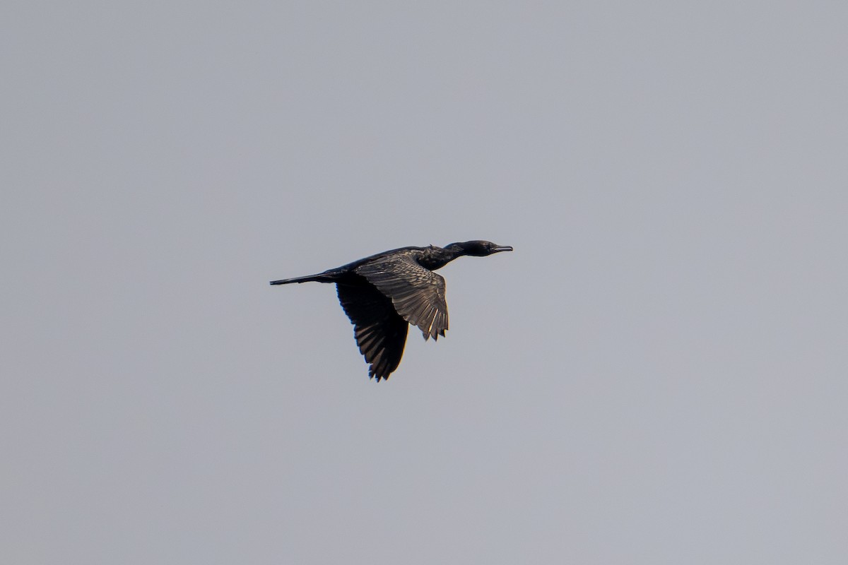 Little Black Cormorant - ML621798198