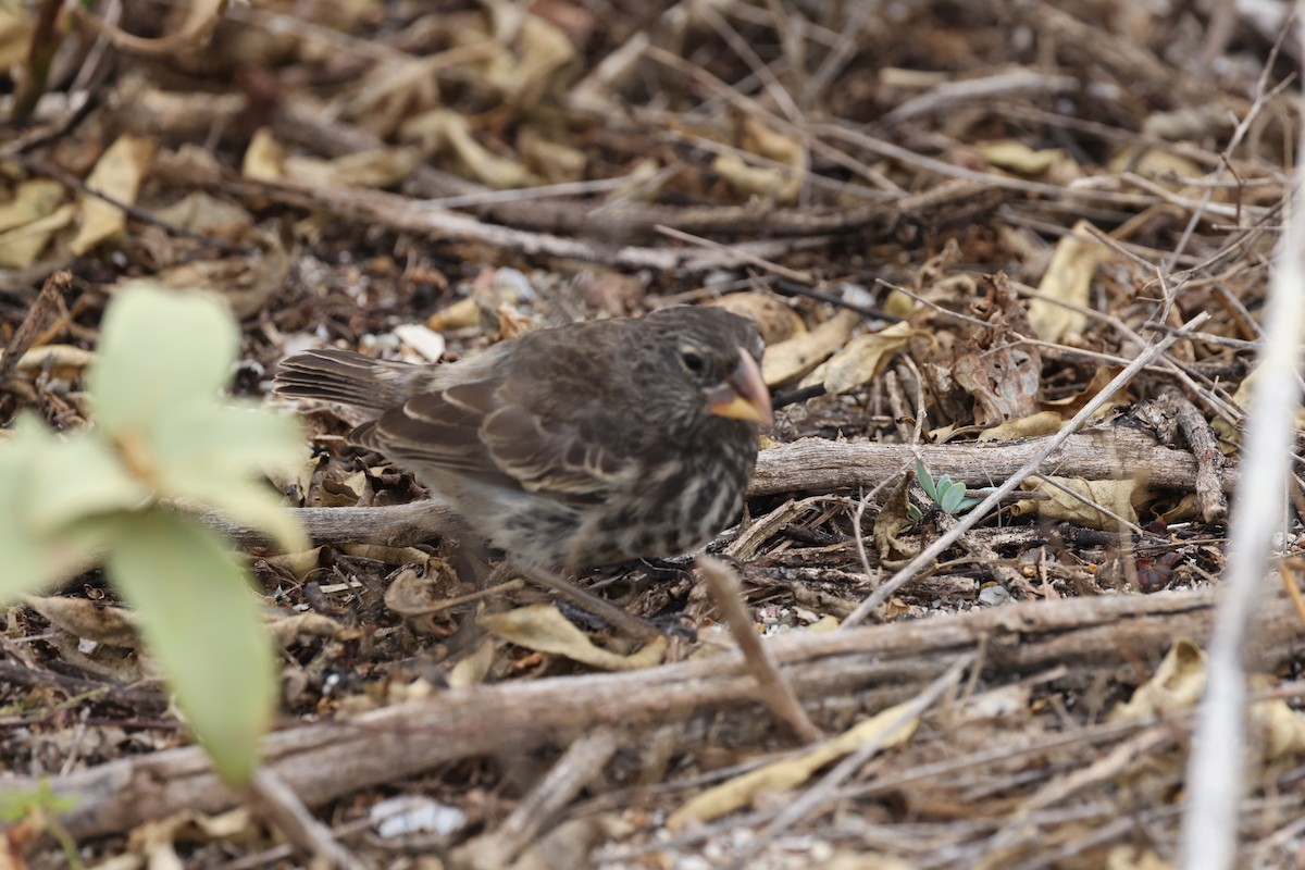 Medium Ground-Finch - ML621798200