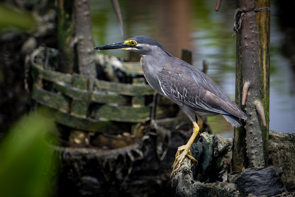 Striated Heron (Old World) - ML621798201