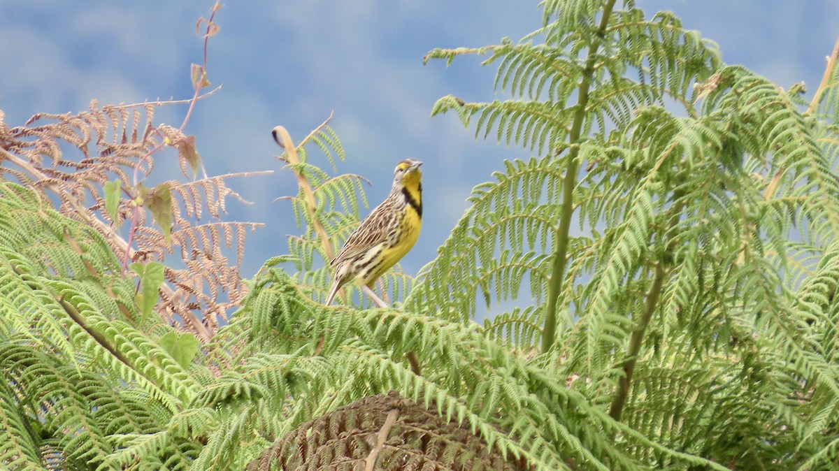 Eastern Meadowlark - ML621798202