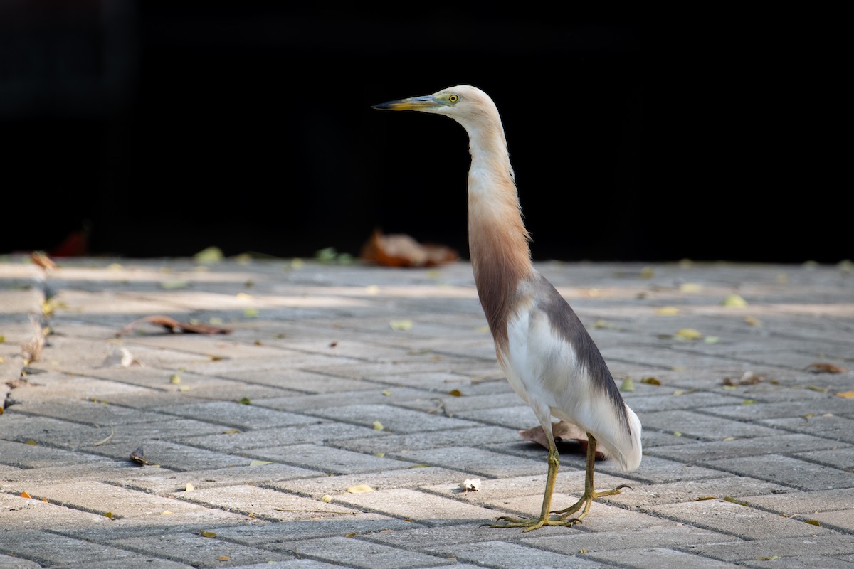 Javan Pond-Heron - ML621798203