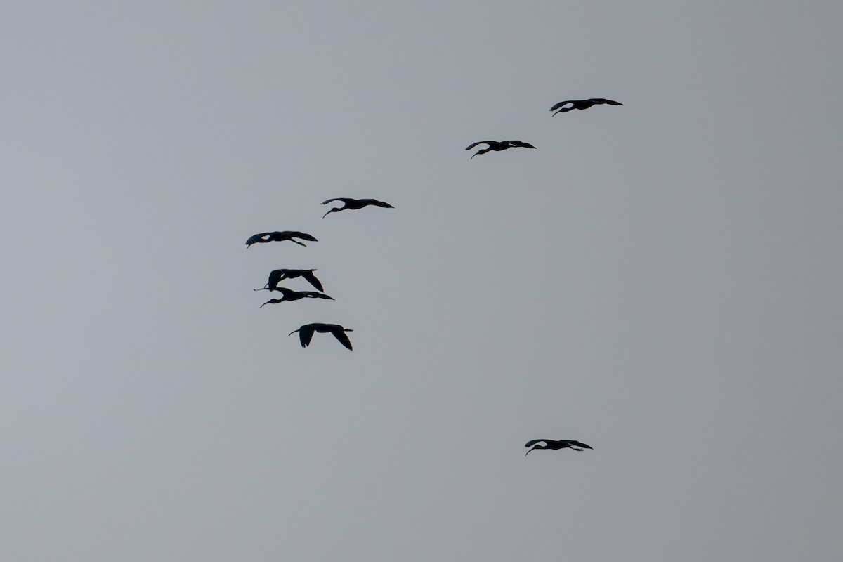 Glossy Ibis - ML621798205