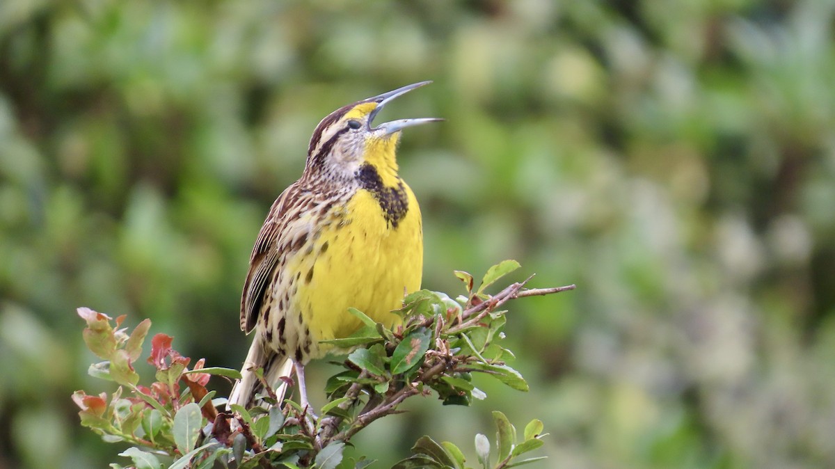 Eastern Meadowlark - ML621798206