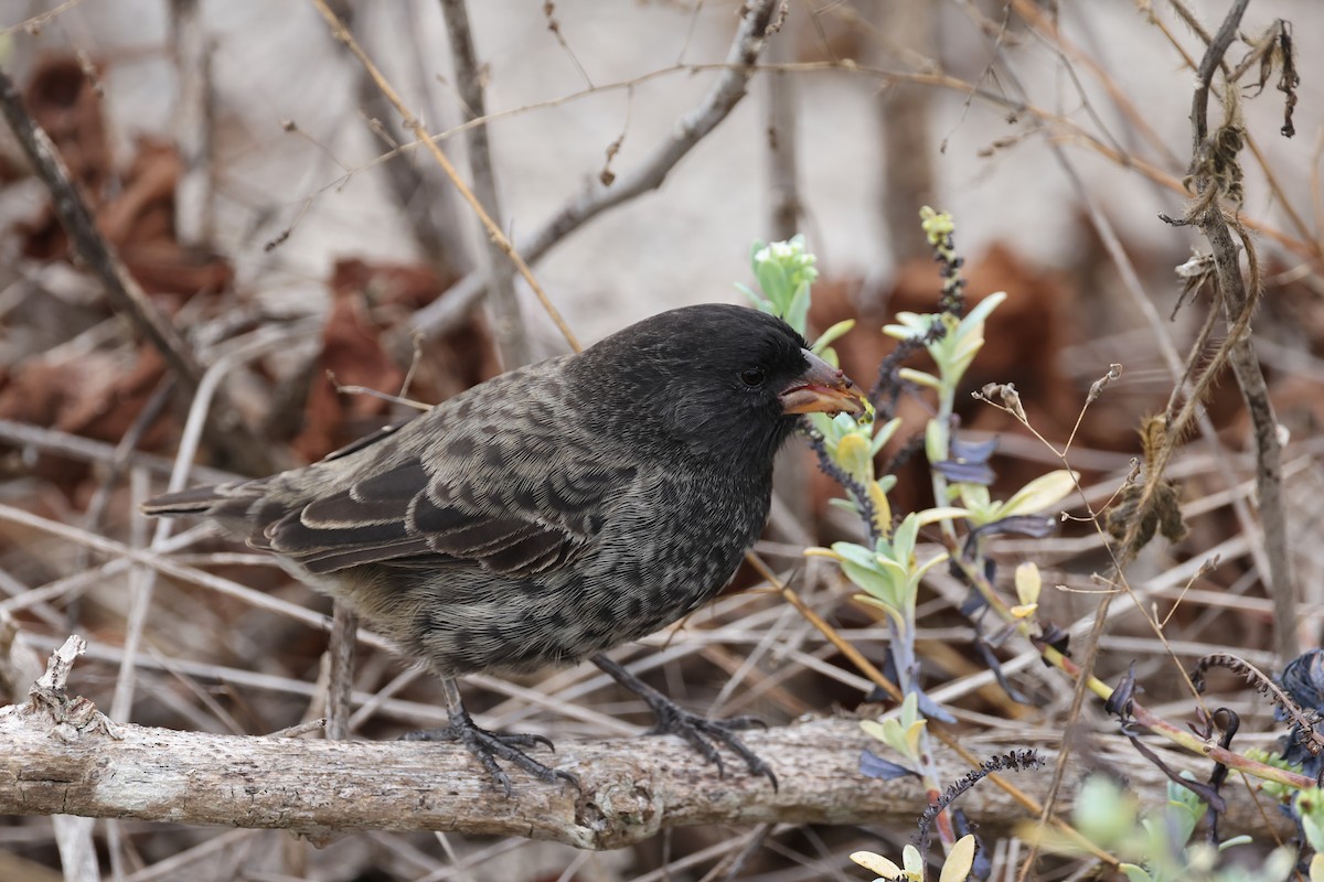 Small Ground-Finch - ML621798207