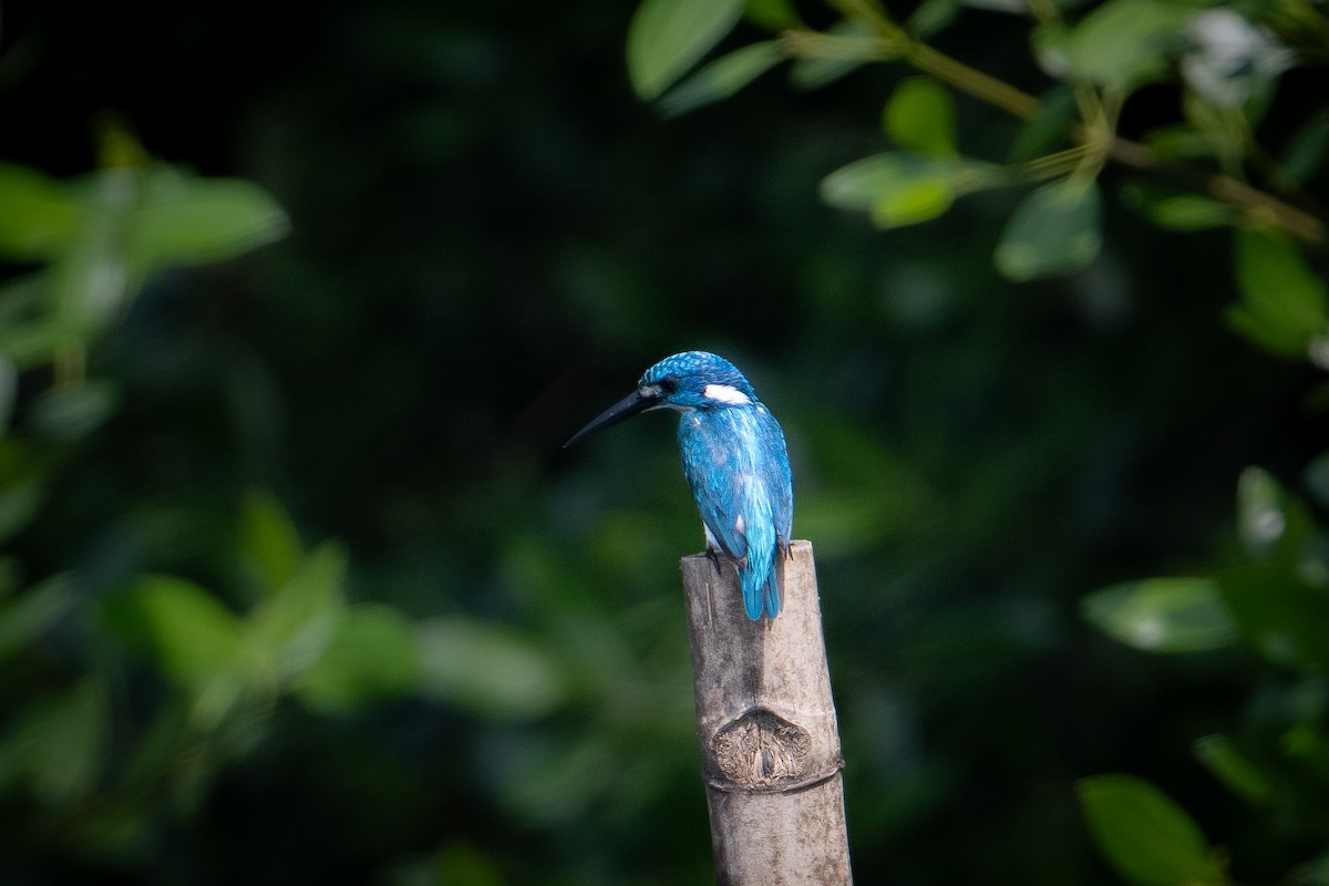 Small Blue Kingfisher - ML621798210