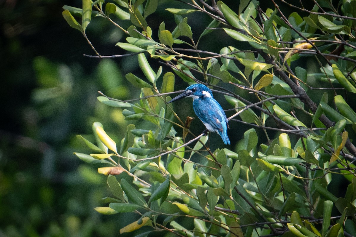Small Blue Kingfisher - ML621798211
