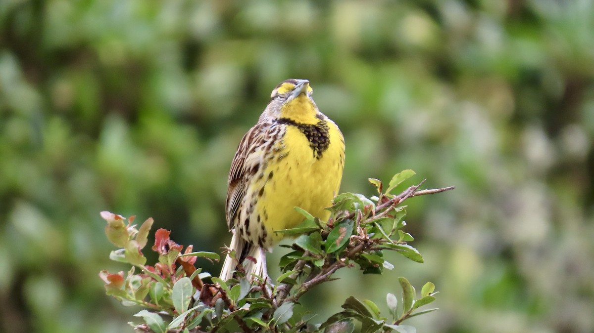 Eastern Meadowlark - ML621798213