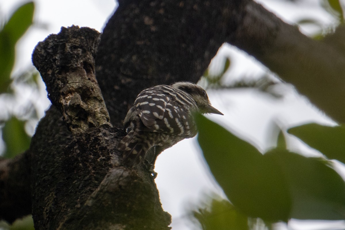 Sunda Pygmy Woodpecker - ML621798216