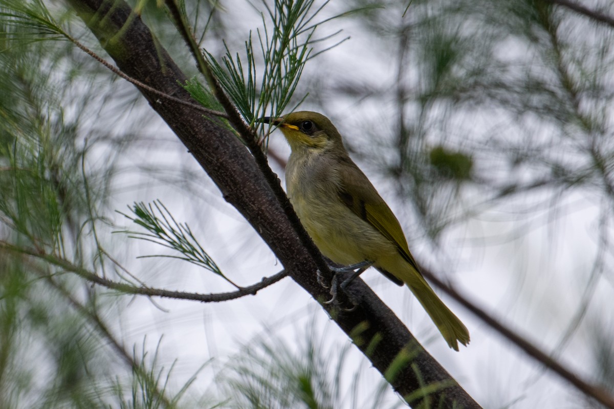 Brown Honeyeater - ML621798219