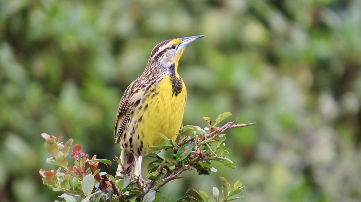 Eastern Meadowlark - ML621798220