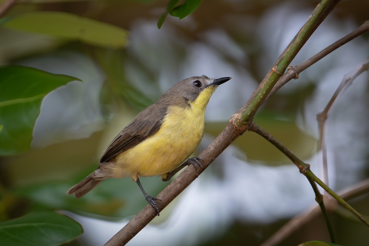 Golden-bellied Gerygone - Morten Lisse