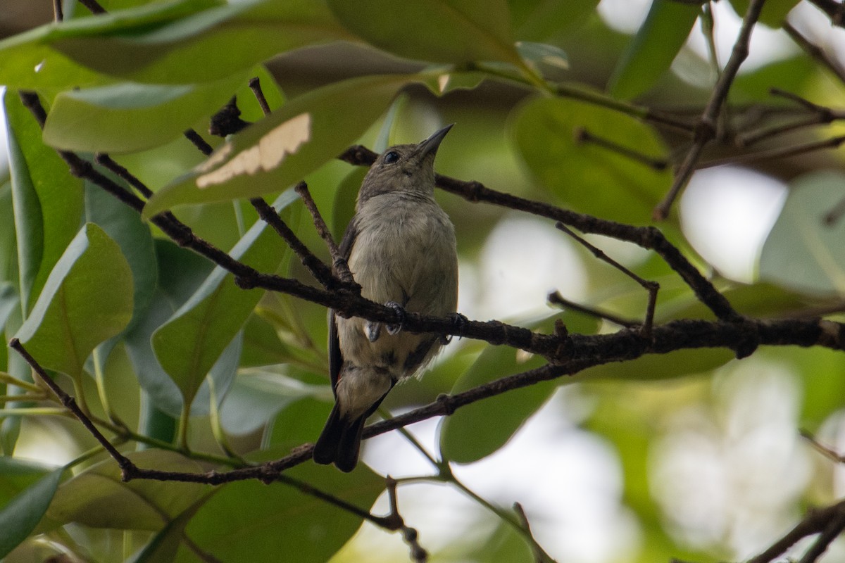 Scarlet-headed Flowerpecker - ML621798236