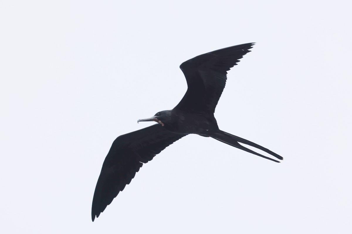 Magnificent Frigatebird - ML621798240