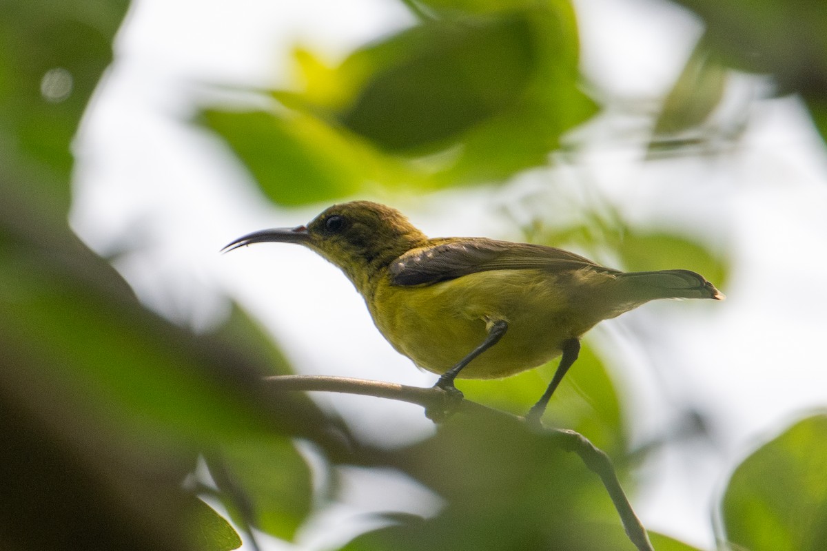 Ornate Sunbird - ML621798241