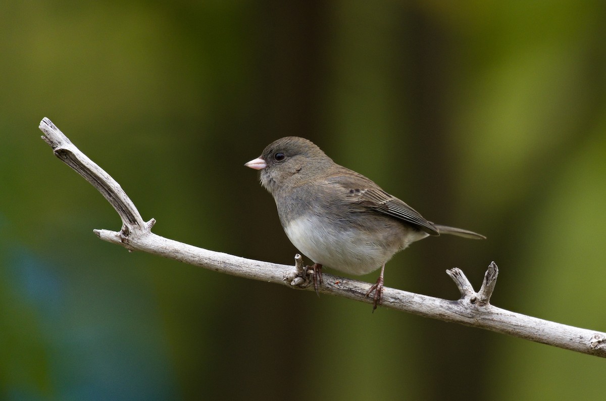 Dark-eyed Junco (Slate-colored) - ML621798272