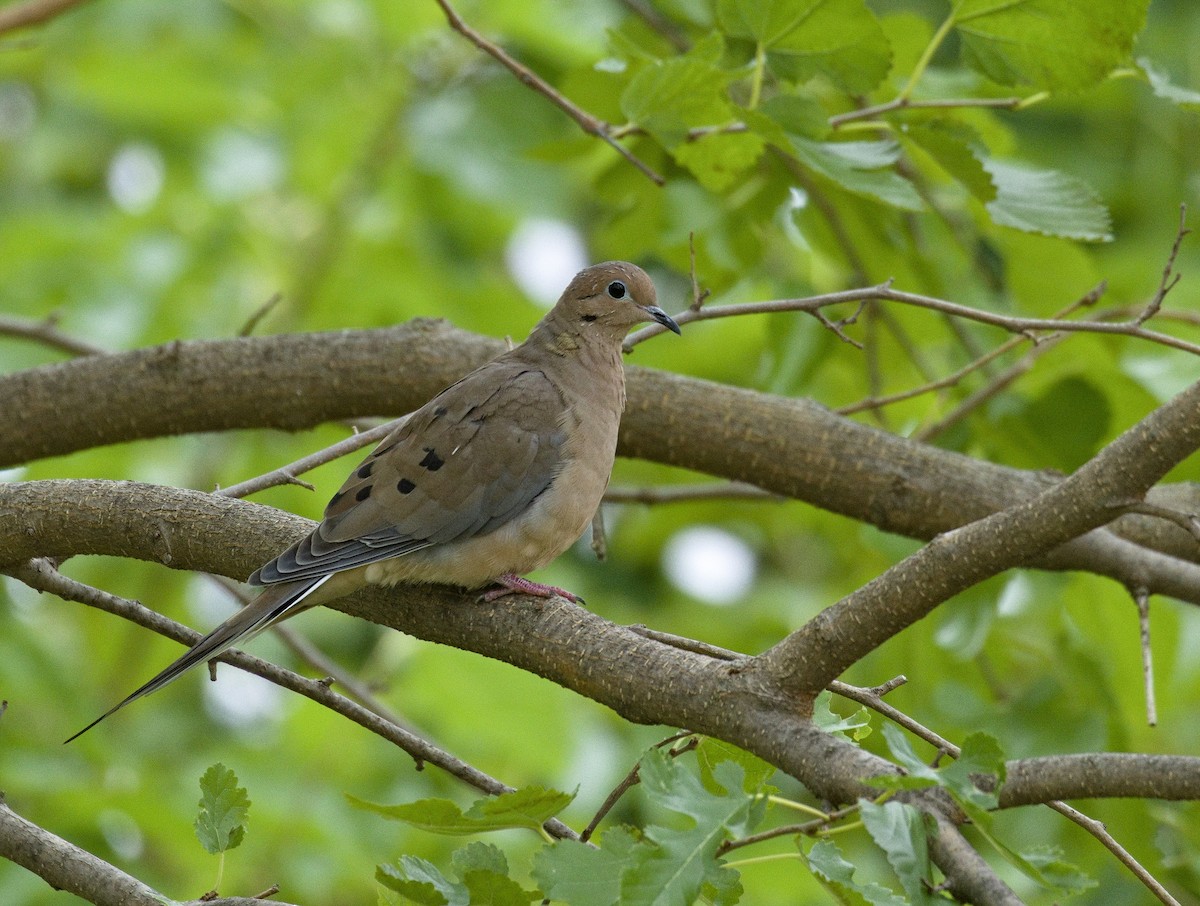 Mourning Dove - ML621798275