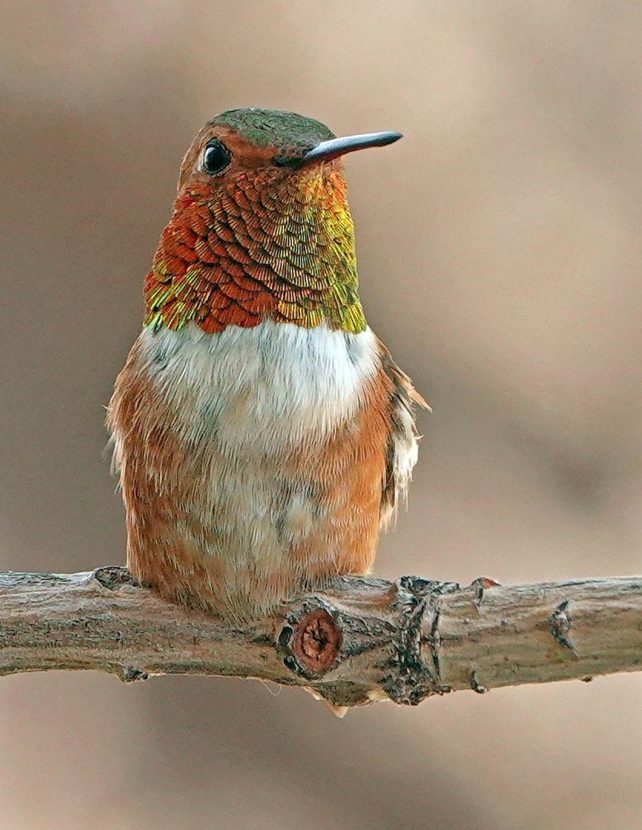 Rufous Hummingbird - ML621798284