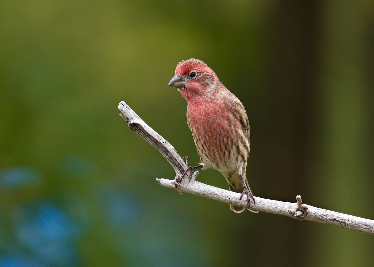 House Finch - ML621798286