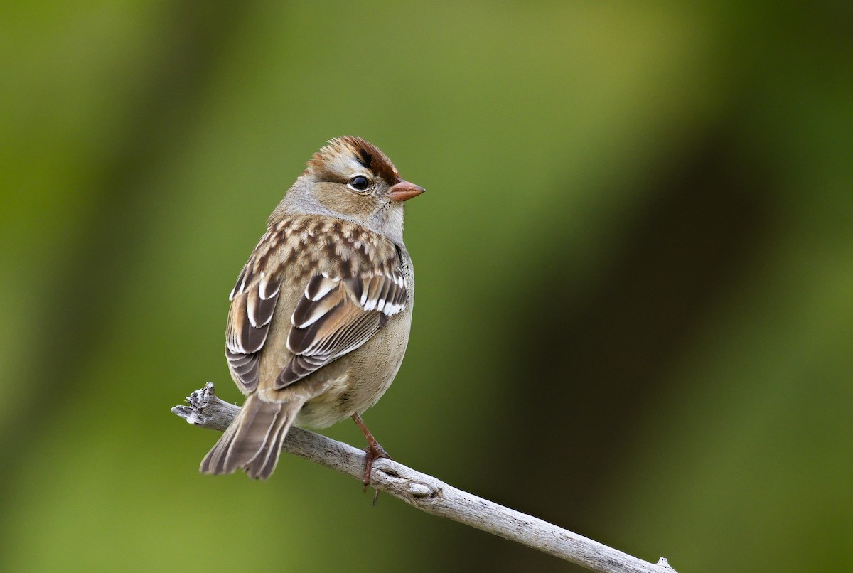 White-crowned Sparrow - ML621798290