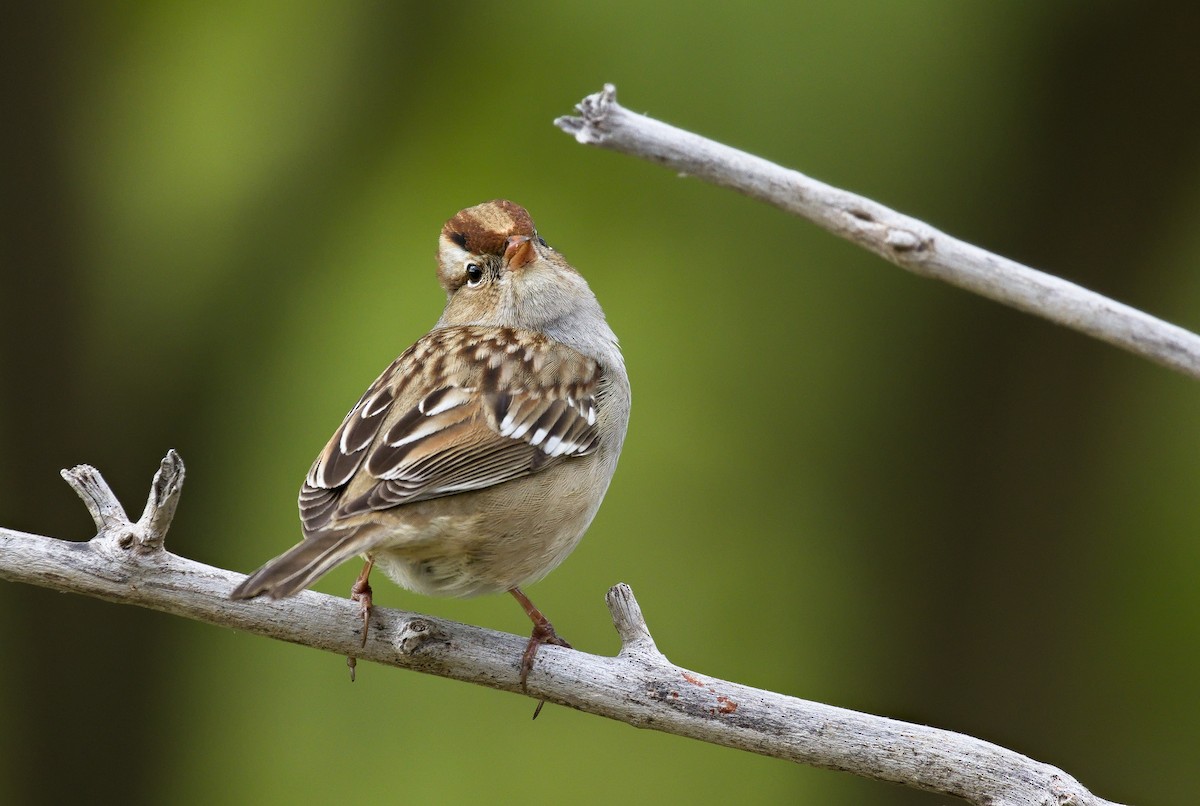 White-crowned Sparrow - ML621798294