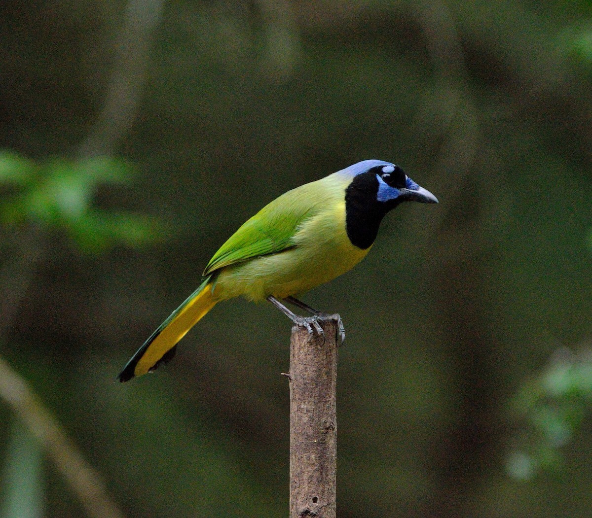 Green Jay - ML621798295